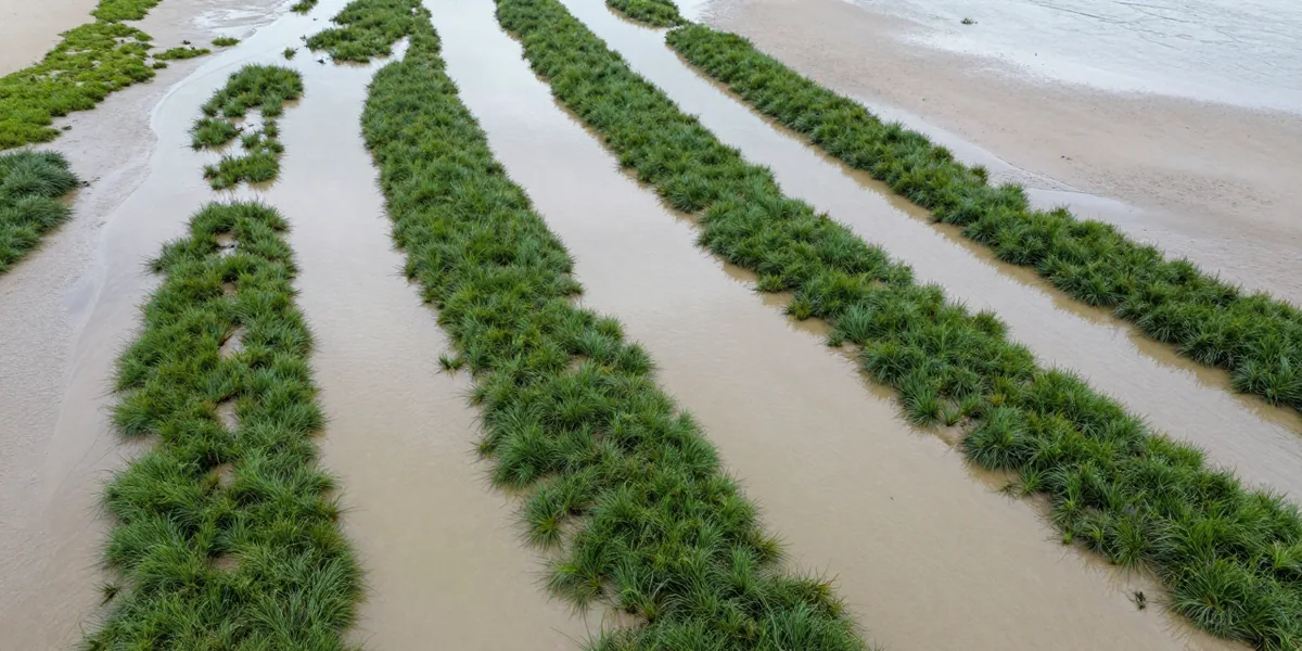 Eelgrass channels draining at low water, dark green bands across pale wet sand