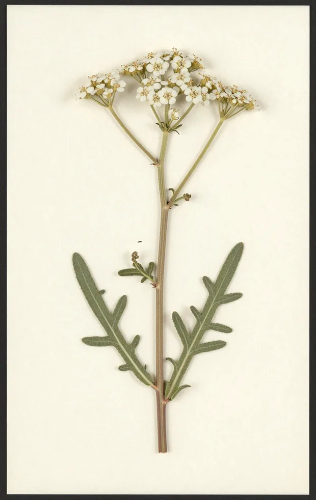 Pressed specimen of Achillea borealis: an upright stem with feathery leaves and a flat head of small white flowers, mounted on cream sheet paper.