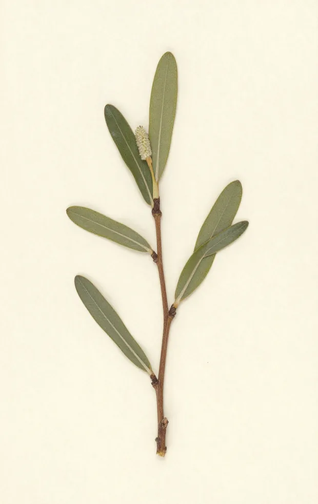 Pressed specimen of Salix herbacea: a creeping dwarf willow with small rounded leaves and a short pale catkin, mounted on cream sheet paper.