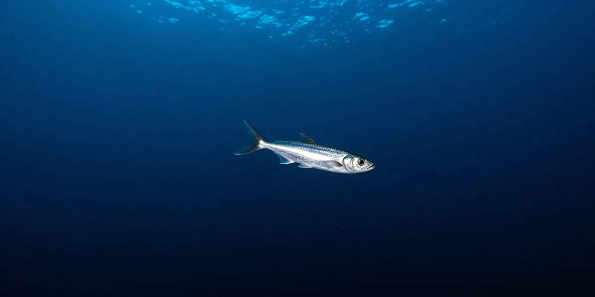 Open midwater at four hundred metres, fading from dim cobalt blue to black